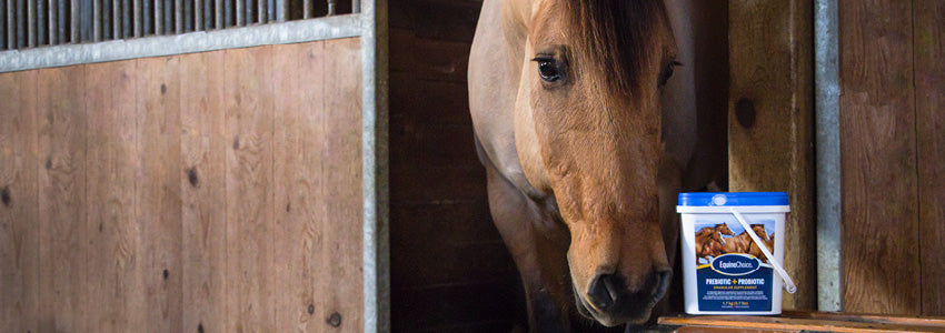 Equine Choice