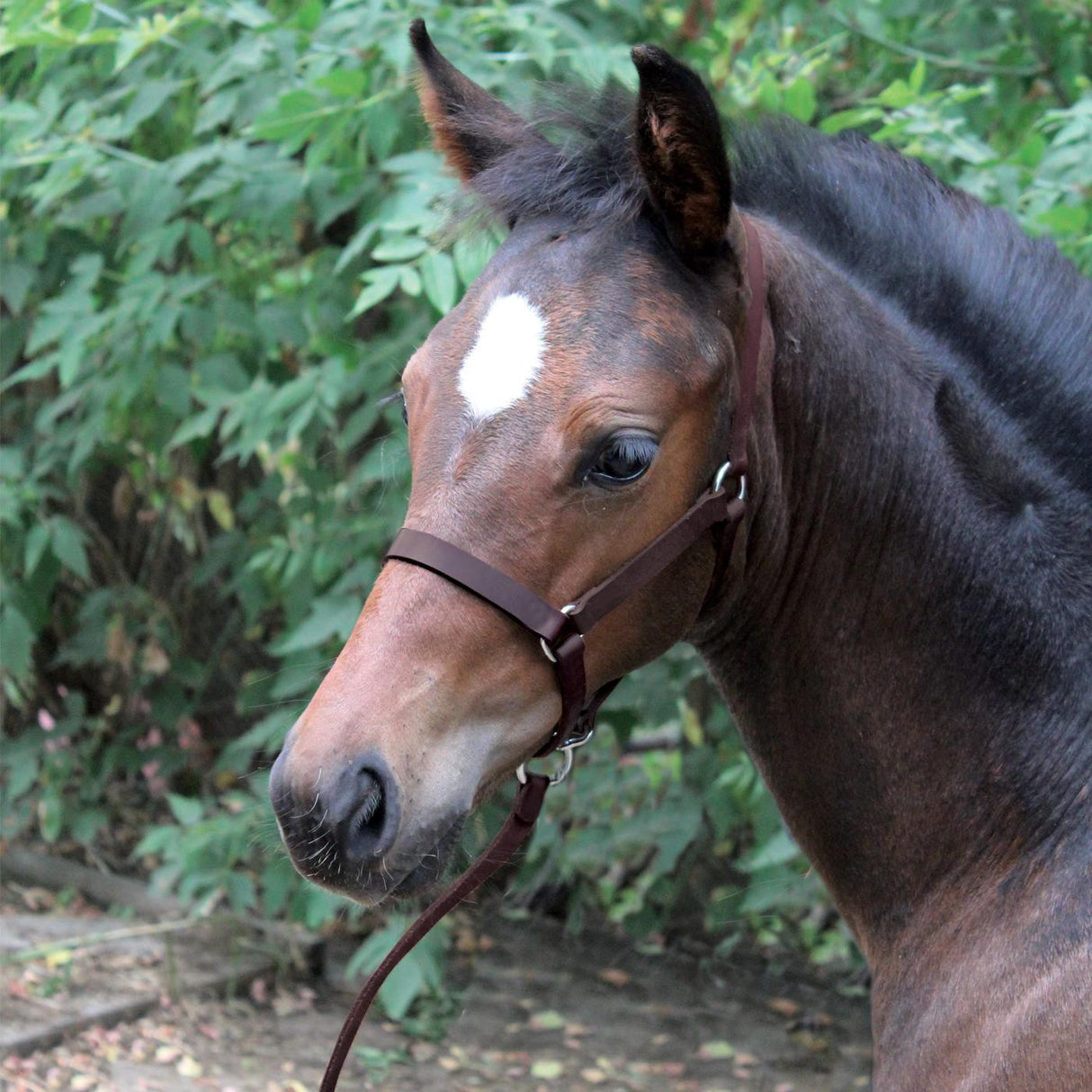 Val du Bois Foal Halter W/ Catch Strap