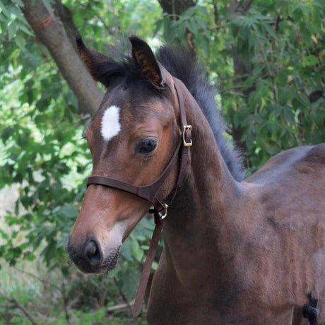 Val du Bois Figure 8 Foal Halter