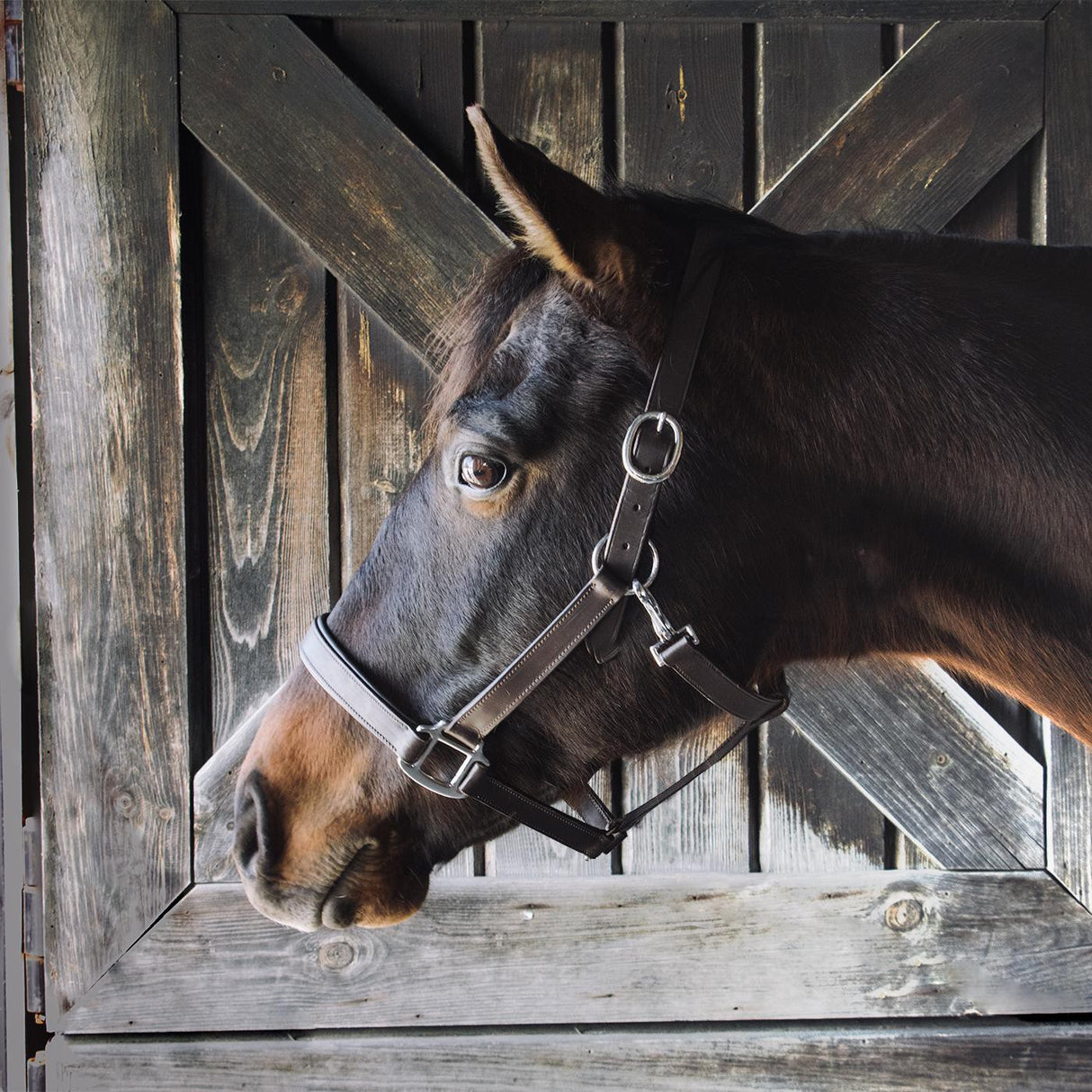 Everyday Essential Leather Halter