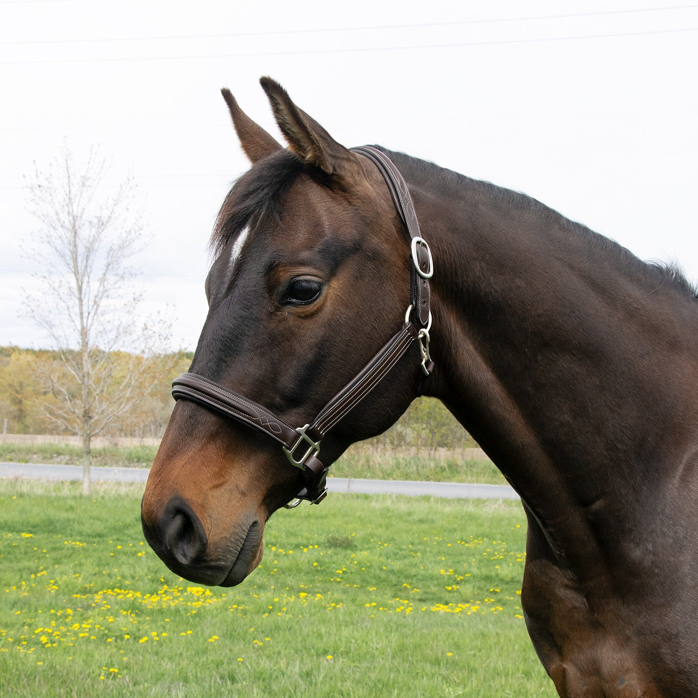 Mondega Raised Fancy Stitched Halter