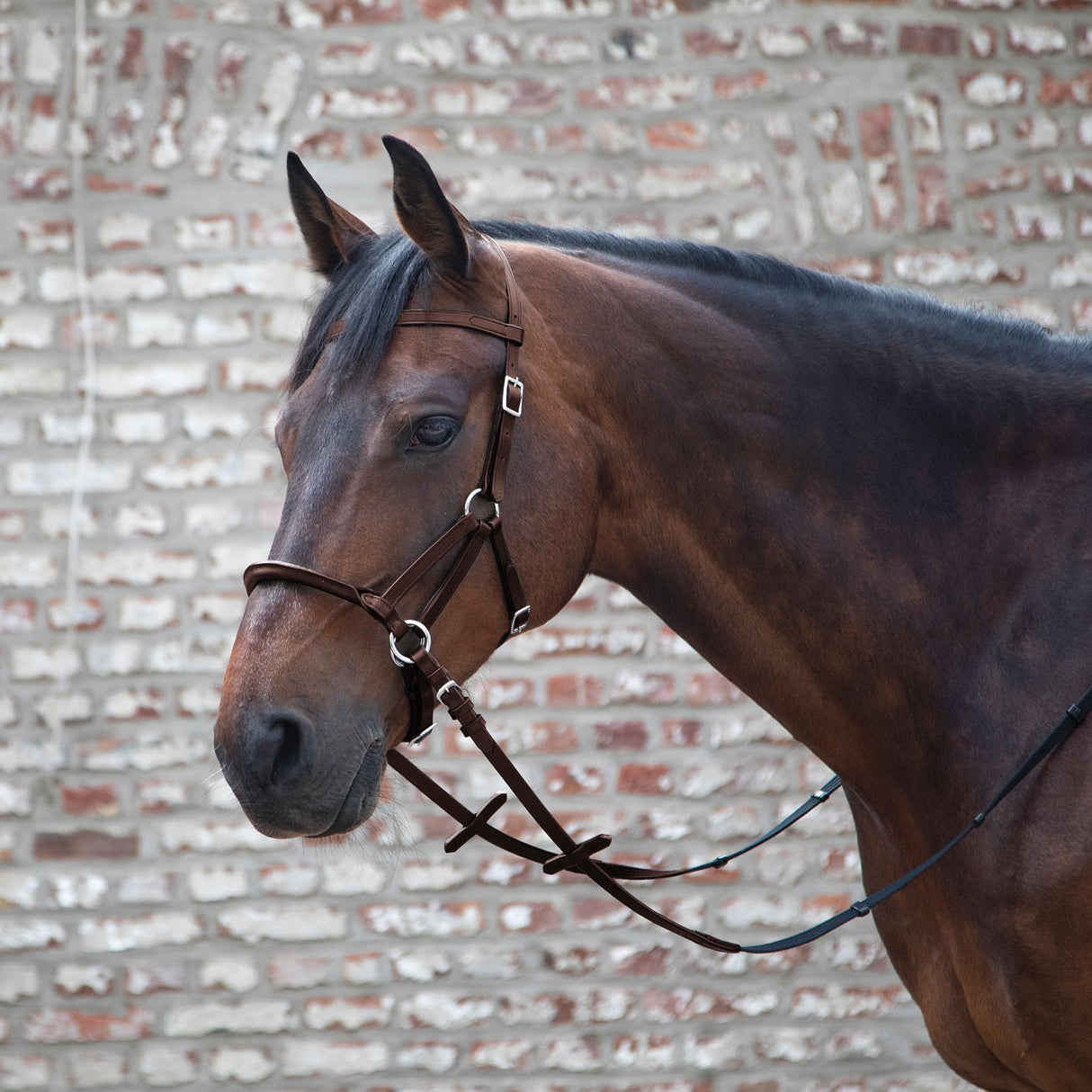 Waldhausen Lindell Bitless Bridle