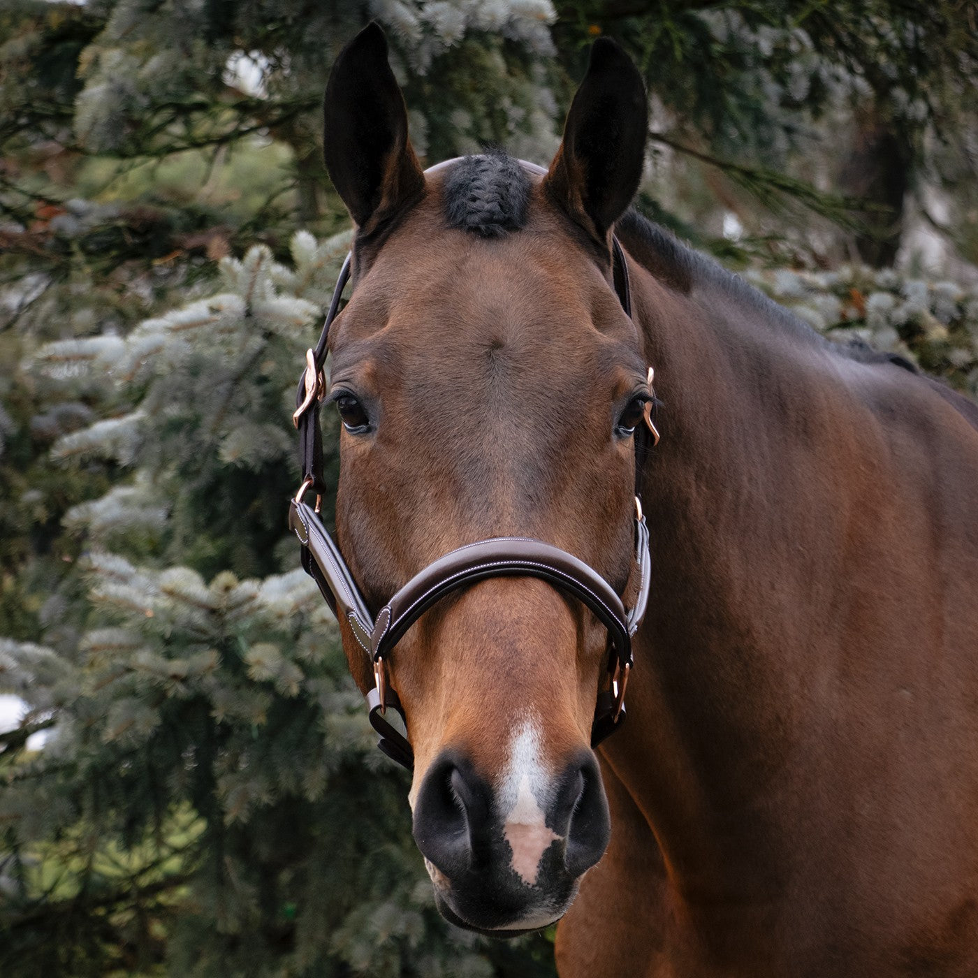 Val du Bois Rose Gold Raised Leather Halter