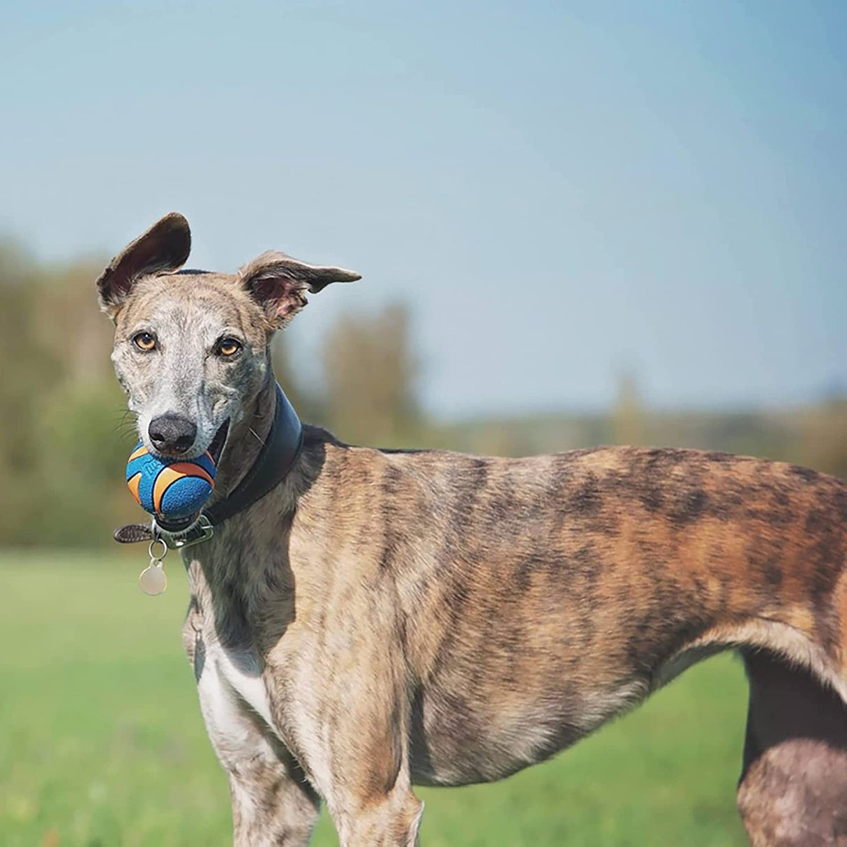 Jouet pour chien Chuckit! Ultra Squeaker Ball