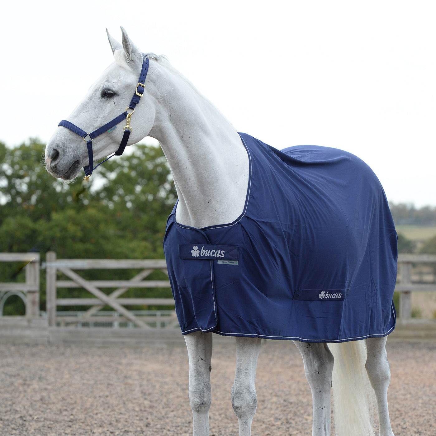 Glacière électrique Bucas Pony