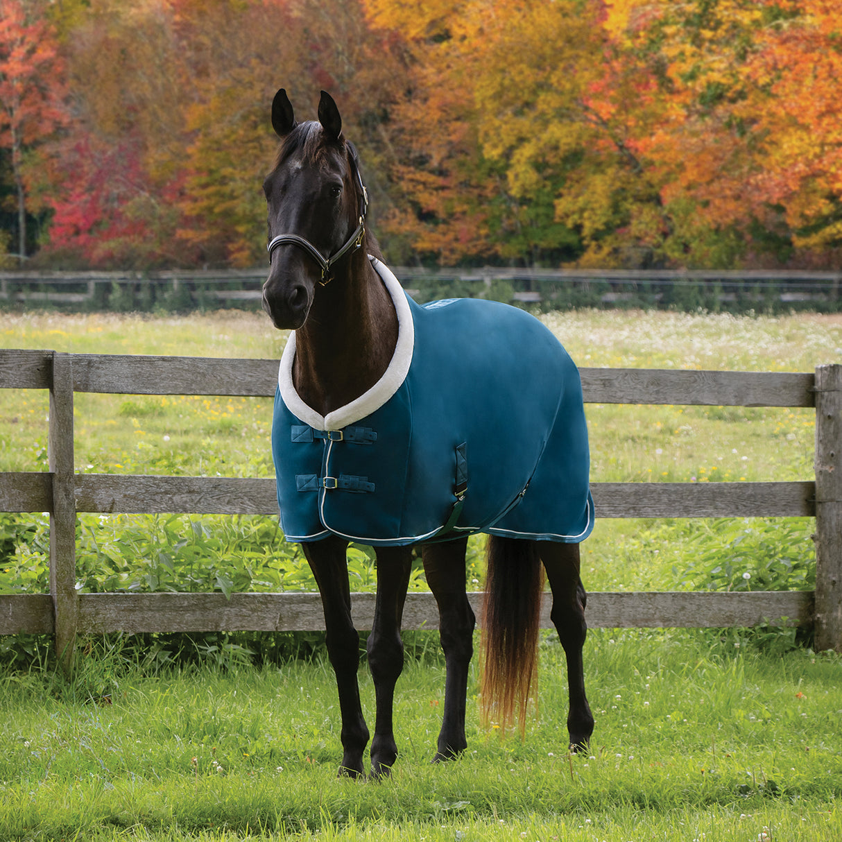 Shedrow Soft Shell Cooler