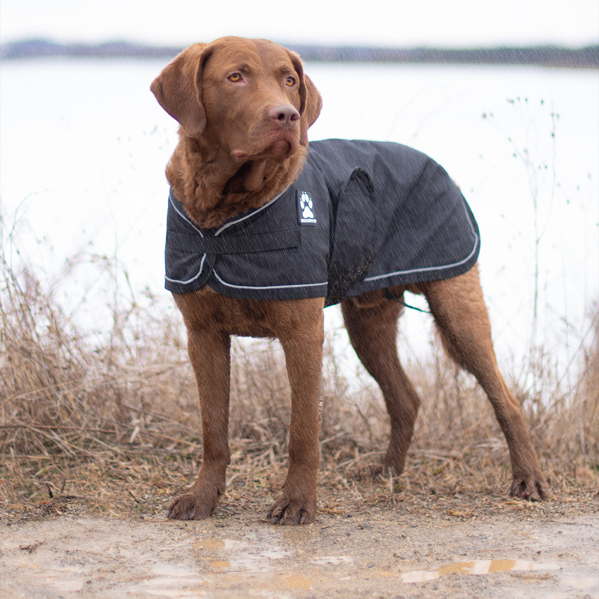 Shedrow K9 Harbour 2.0 Rain Coat