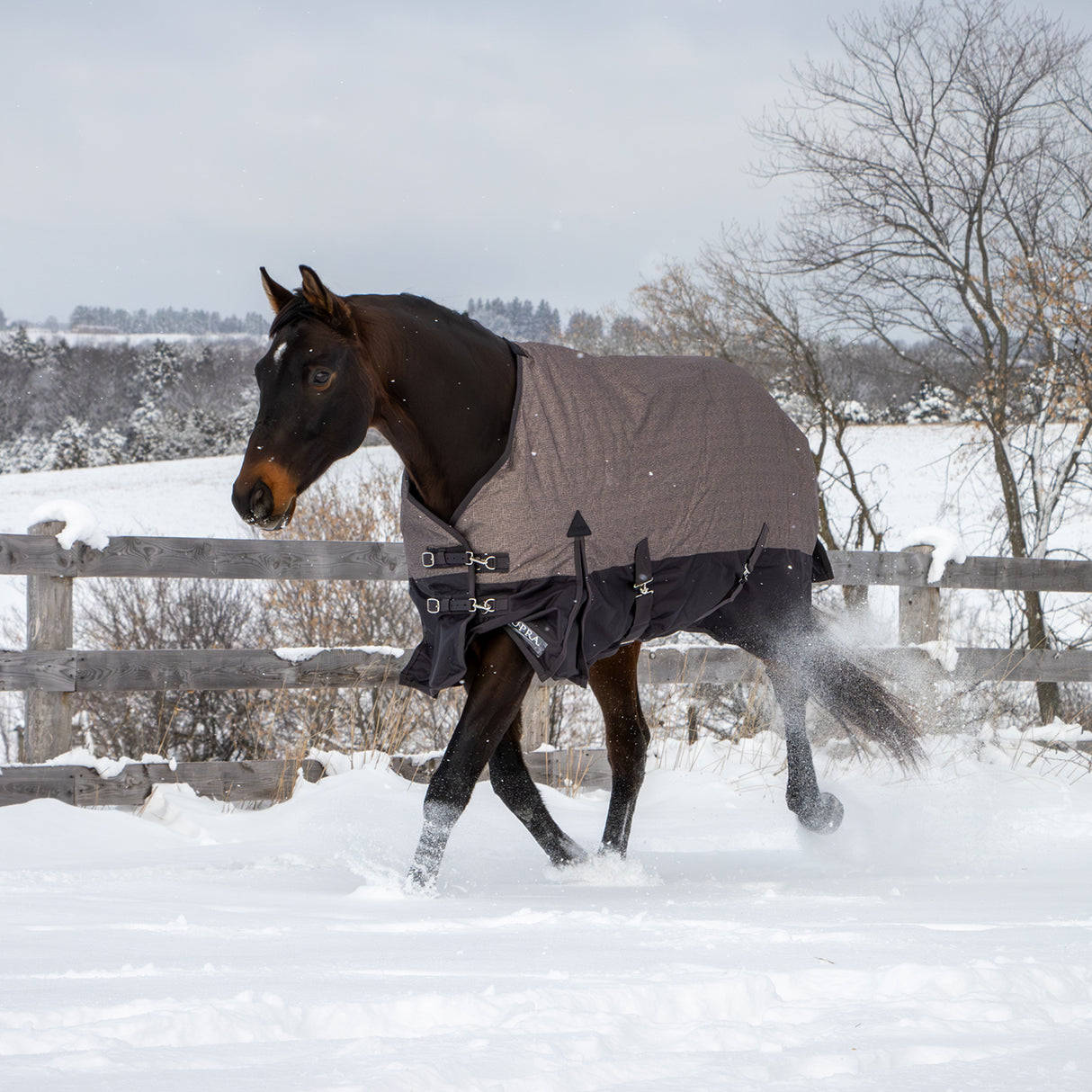 Supra Turnout Blanket 300 g