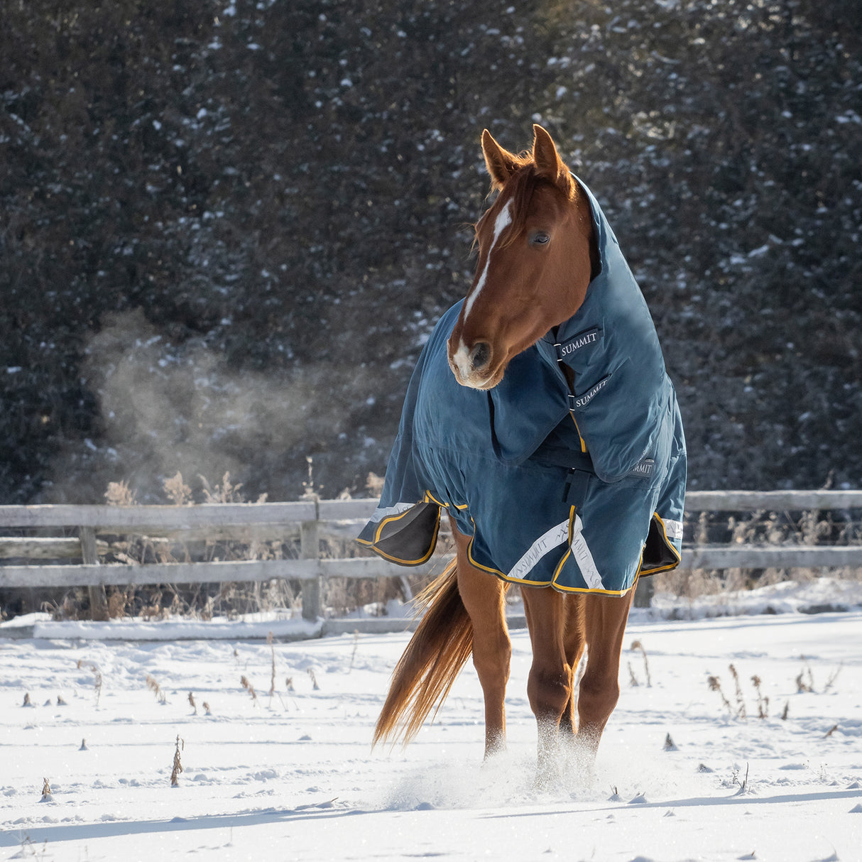 Summit Nova Turnout Blanket 250 g W/ 150 g Hood