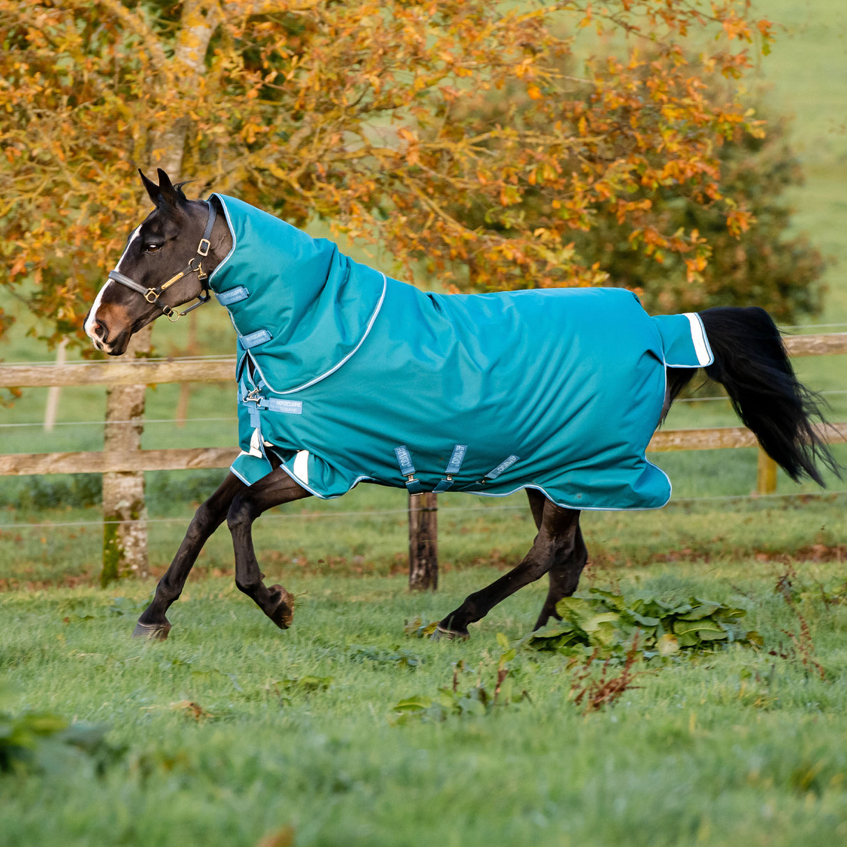 Amigo Bravo 12 Plus Heavy Turnout Blanket 400 g