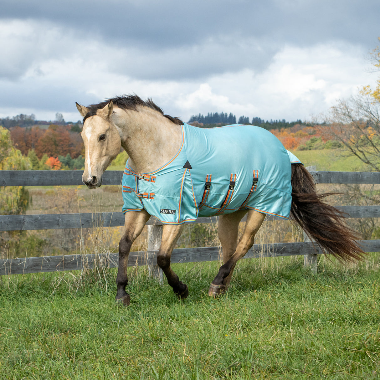Supra Belly Band Fly Sheet