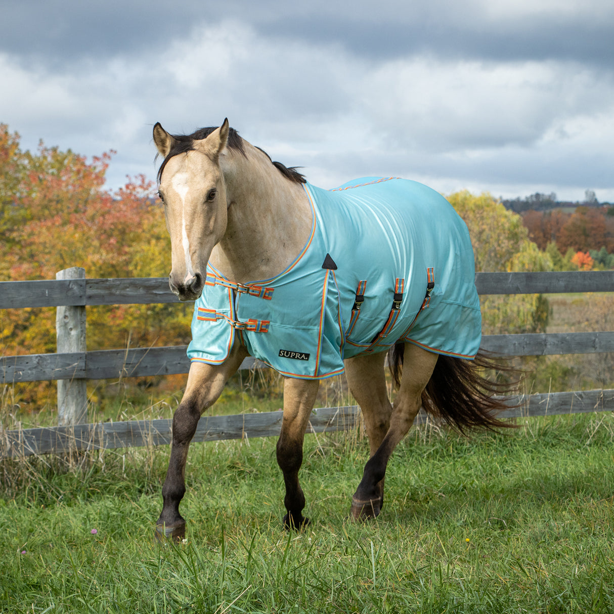 Supra Belly Band Fly Sheet