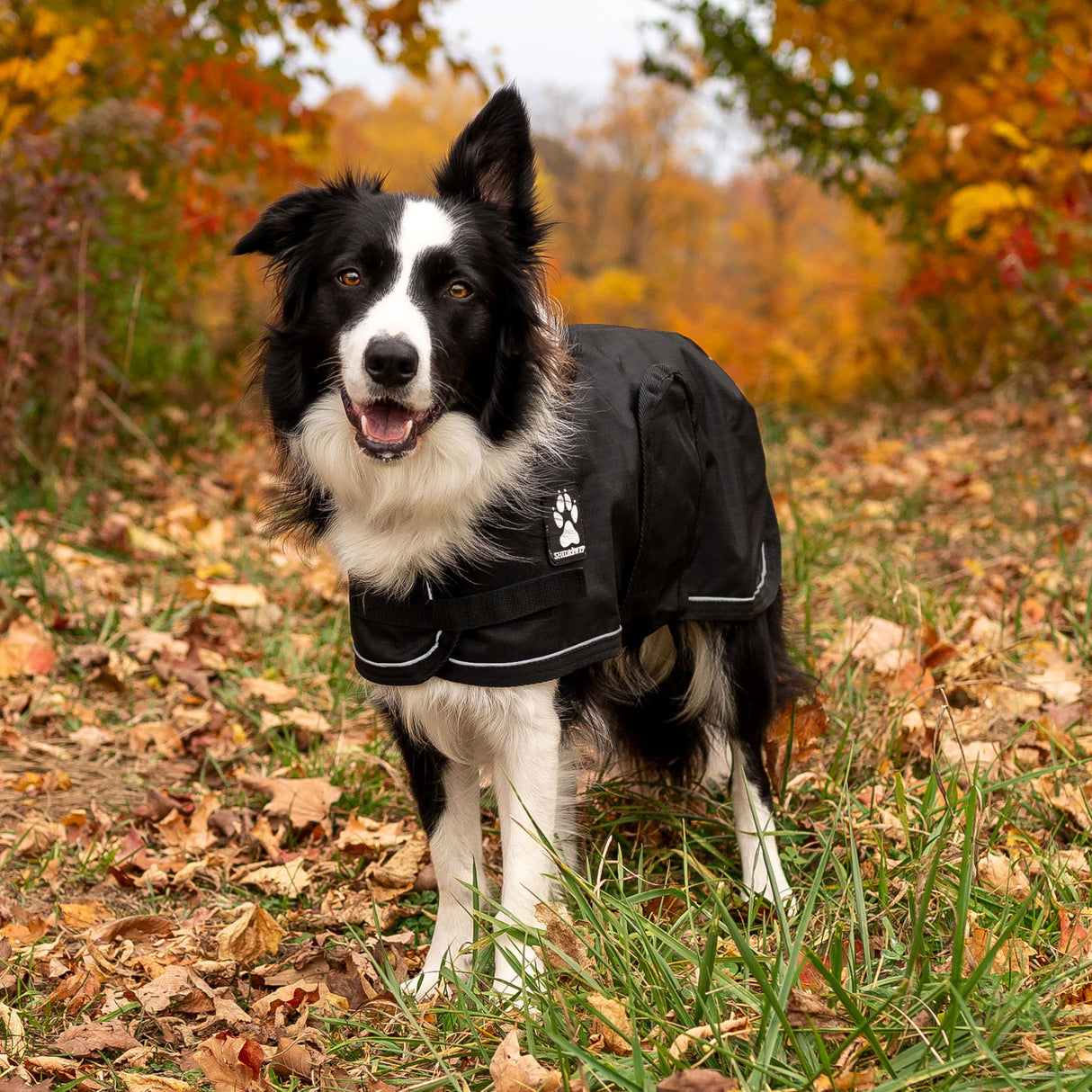 Shedrow K9 Harbour Rain Coat