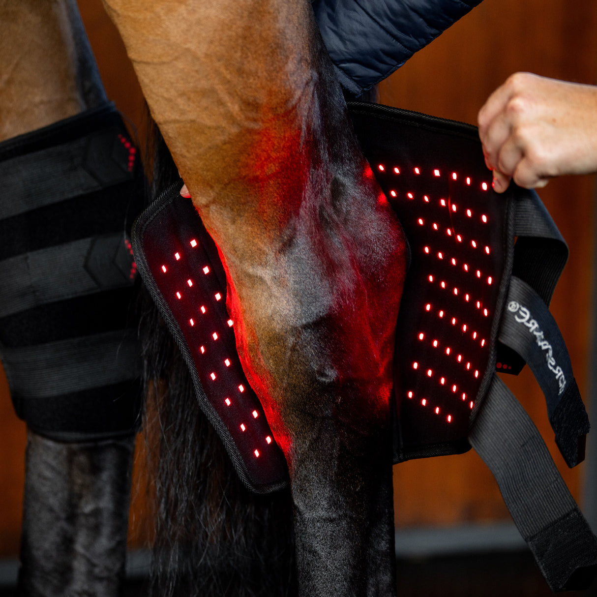 Guêtre de jarret gauche Horseware à LED et luminothérapie rouge