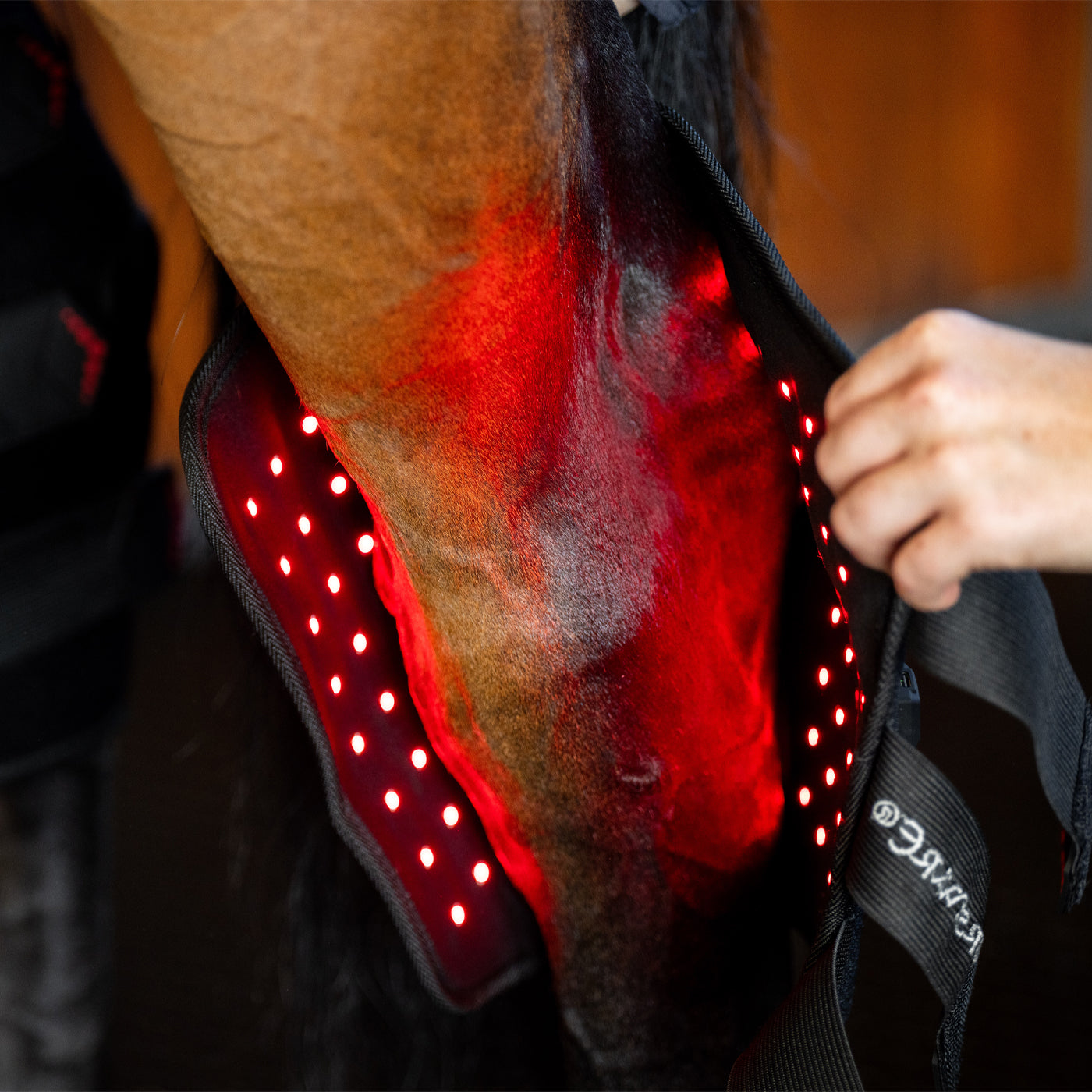 Guêtre de jarret droite Horseware à LED et luminothérapie rouge