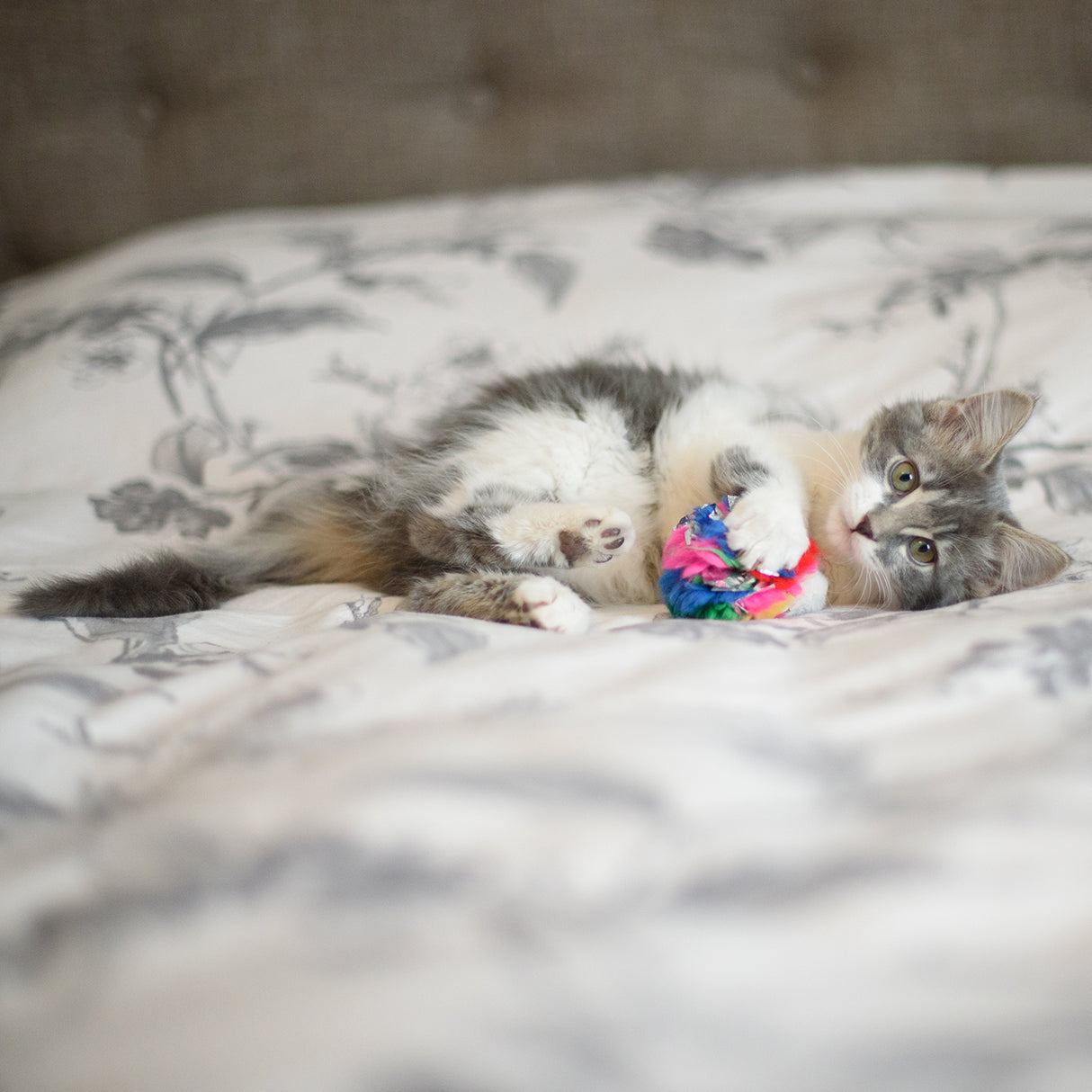 Jouet pour chat Cancor Innovations Crinkle Ball 6 cm