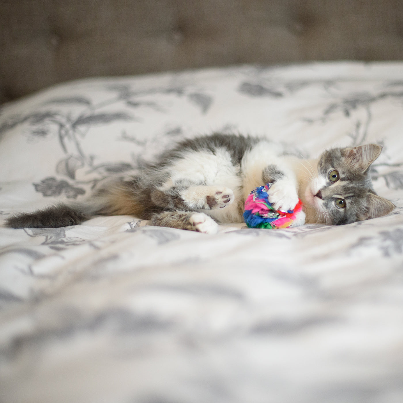 Jouet pour chat Cancor Innovations Crinkle Ball 6 cm