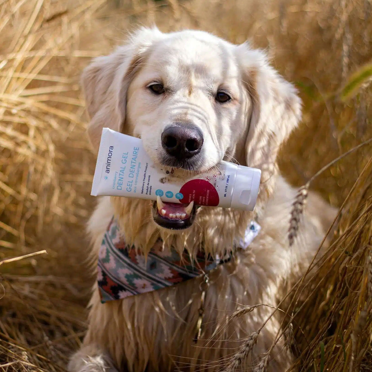 Gel dentaire pour chien aux canneberges Animora 90 ml