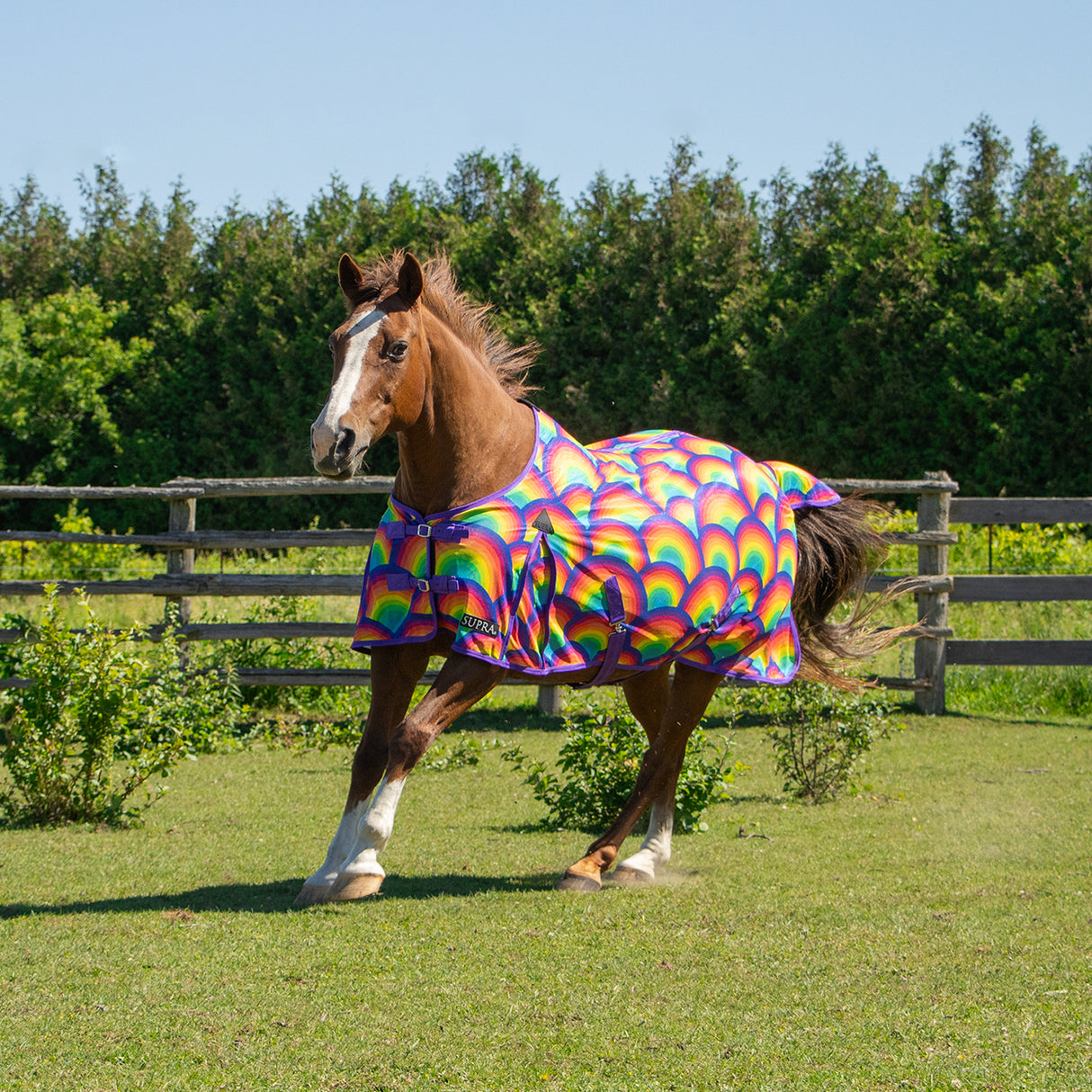 Couverture anti-mouches Supra Rainbow