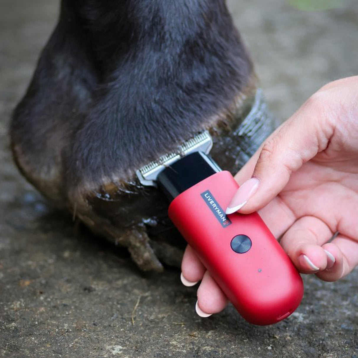 Liveryman Robin Horse Trimmer