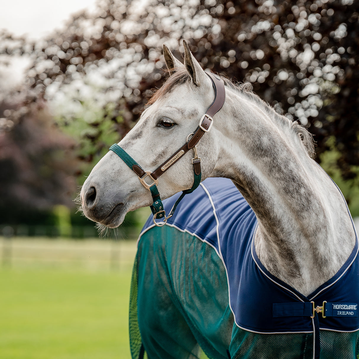 Licol tressé Signature Breakaway Horseware