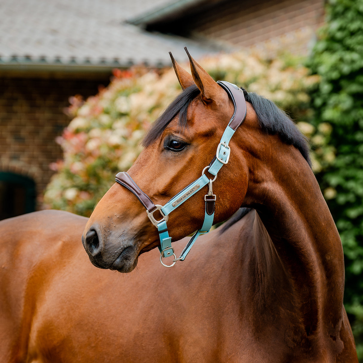 Licol de compétition Horseware Signature