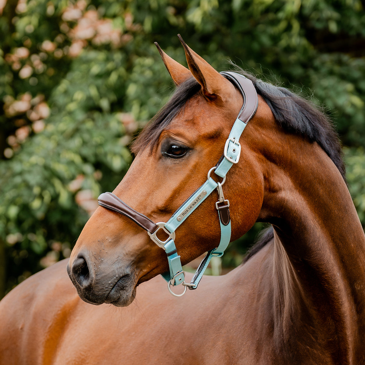 Licol de compétition Horseware Signature