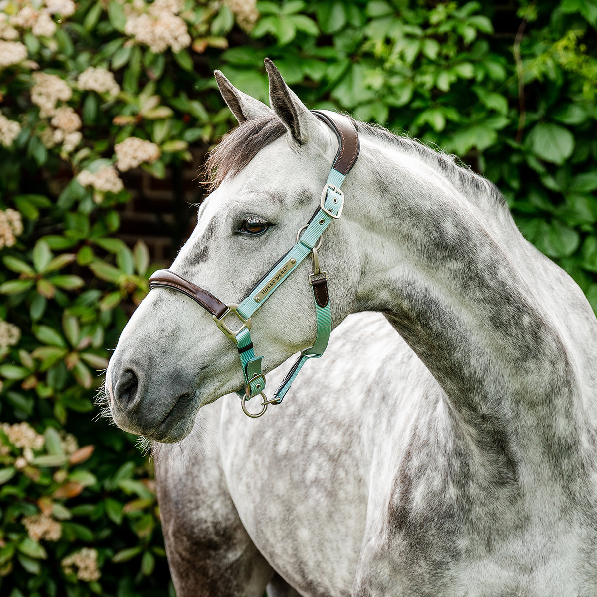 Licol de compétition Horseware Signature