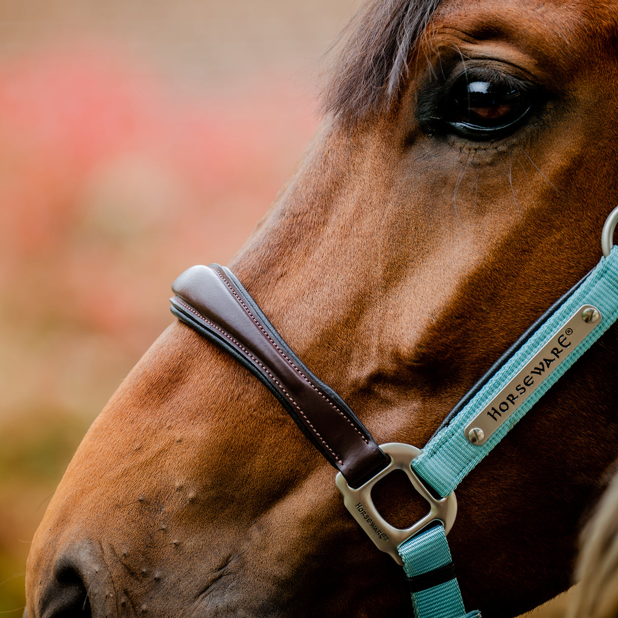 Licol de compétition Horseware Signature