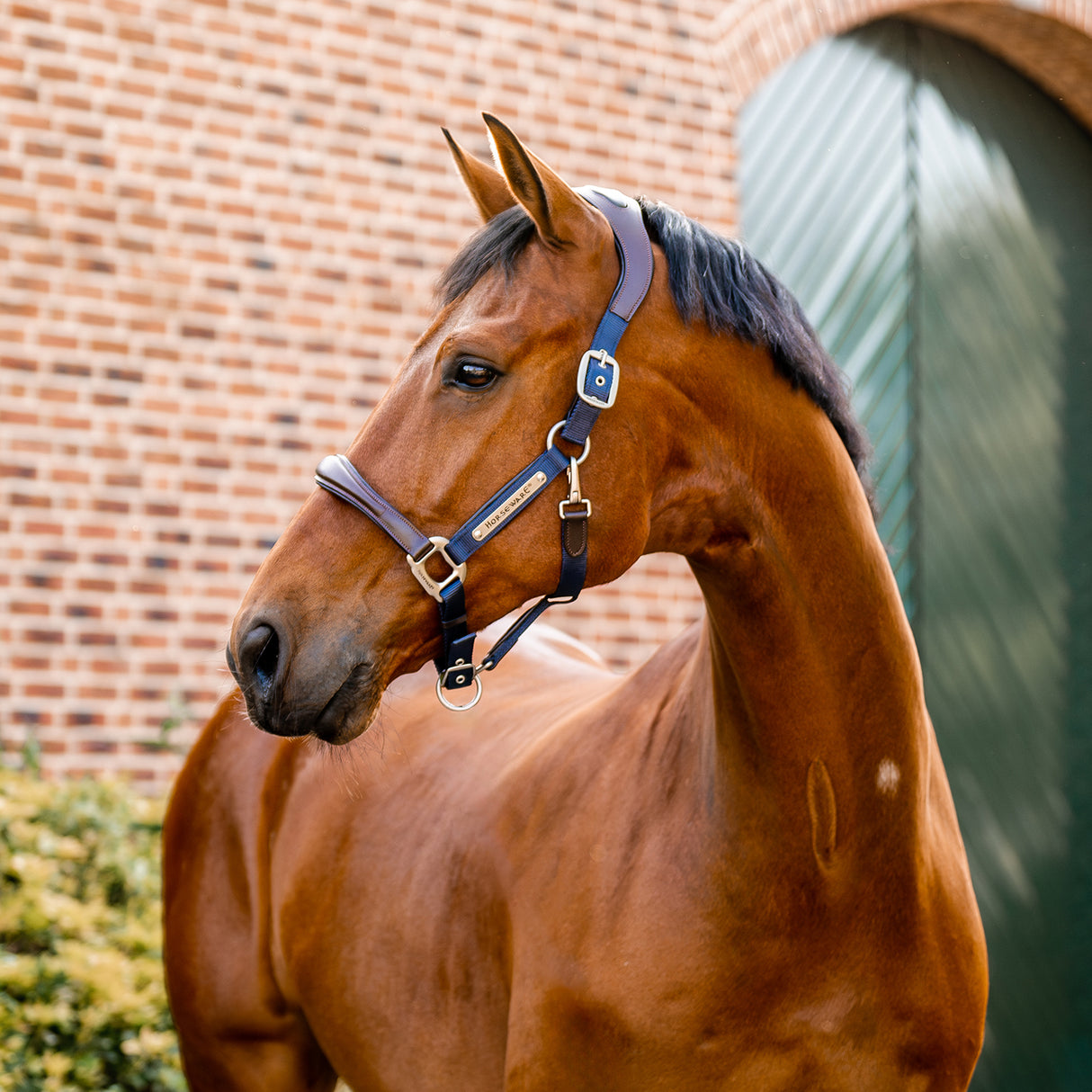 Licol de compétition Horseware Signature