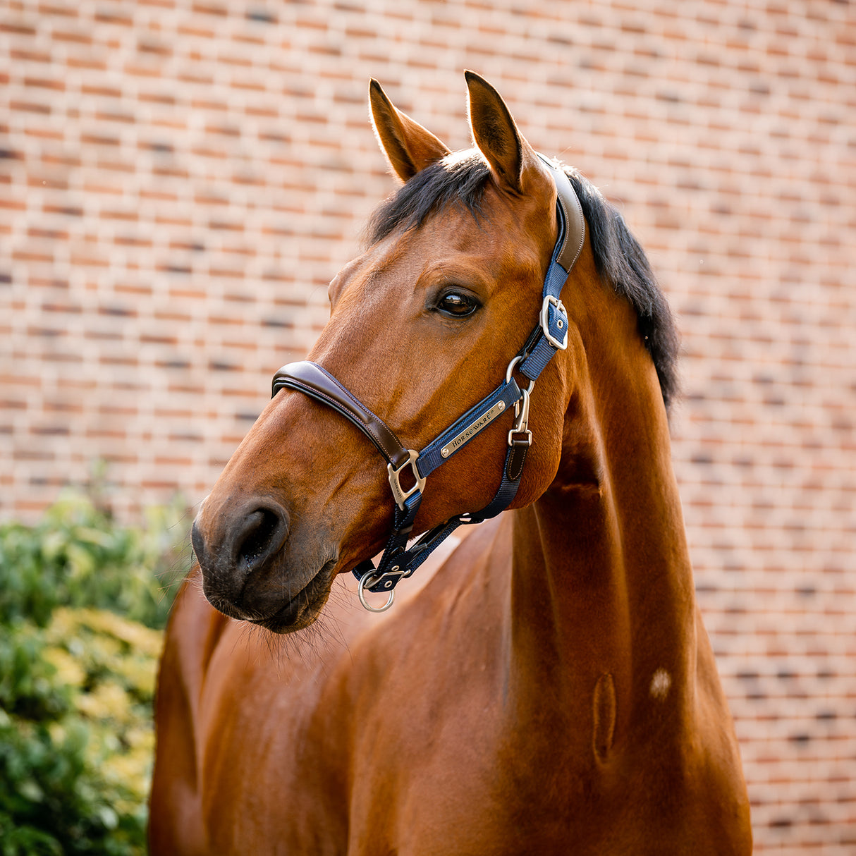 Licol de compétition Horseware Signature
