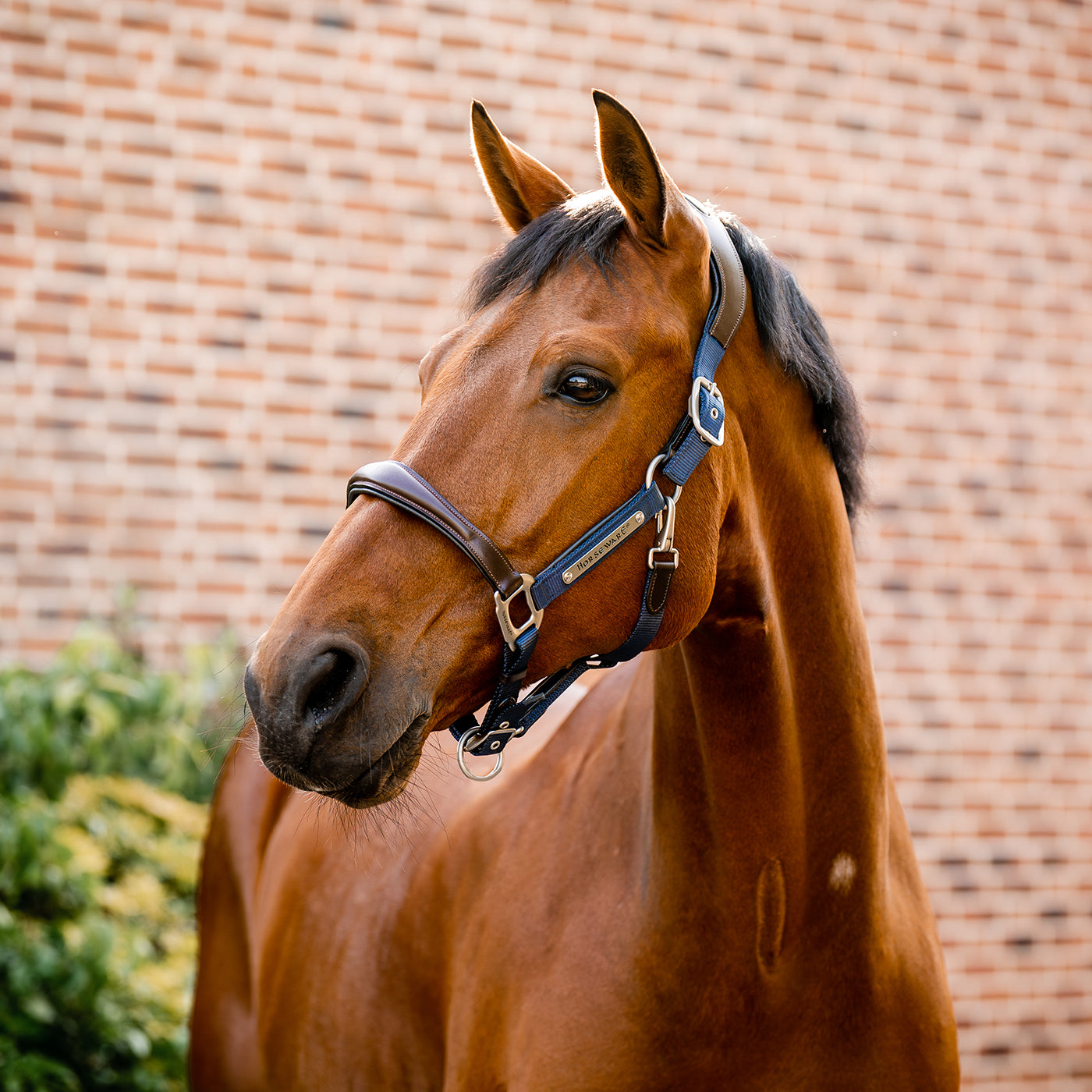 Licol de compétition Horseware Signature