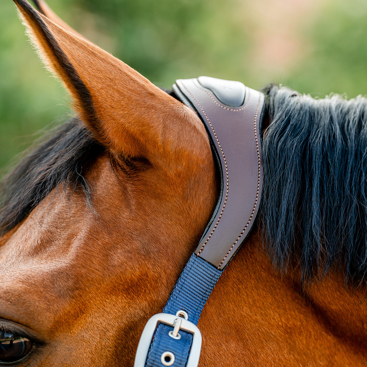 Licol de compétition Horseware Signature