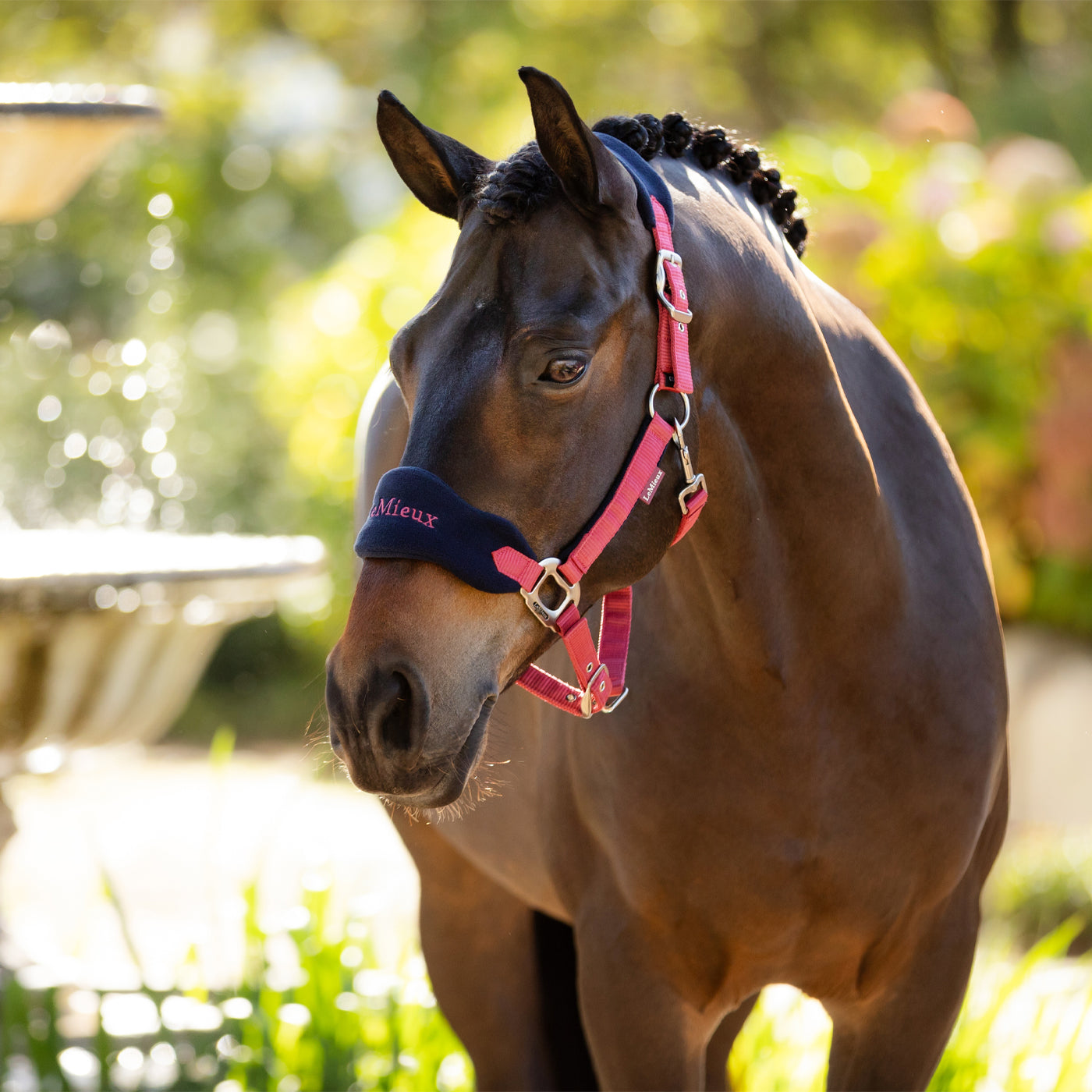 Licol et longe LeMieux Vogue