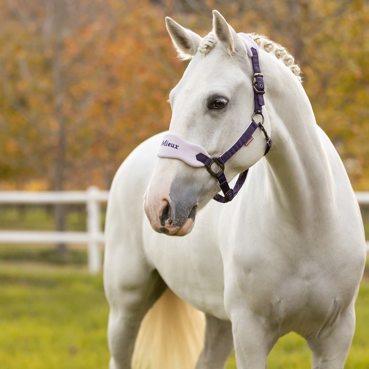Licol et longe LeMieux Vogue