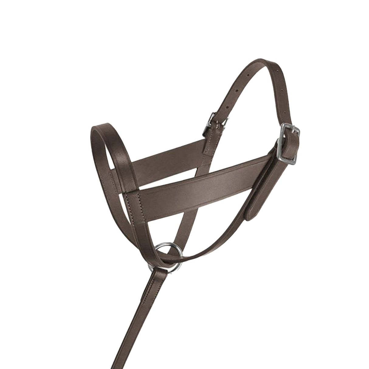 Licol pour poulain Lexington