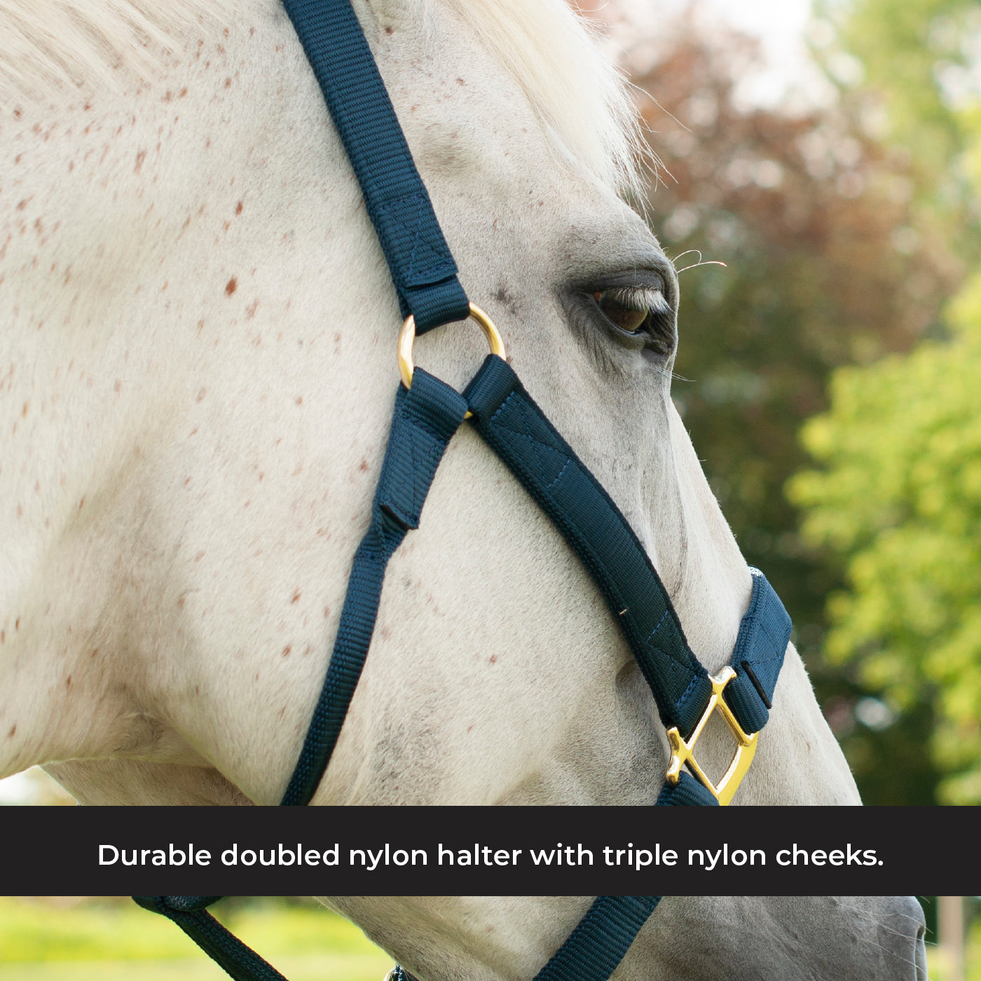 Licol de luxe Shedrow