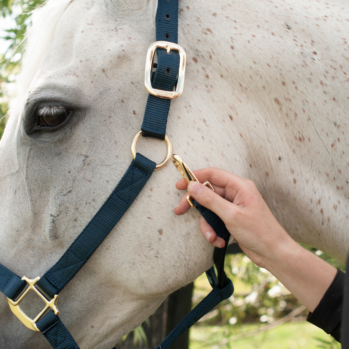 Licol de luxe Shedrow