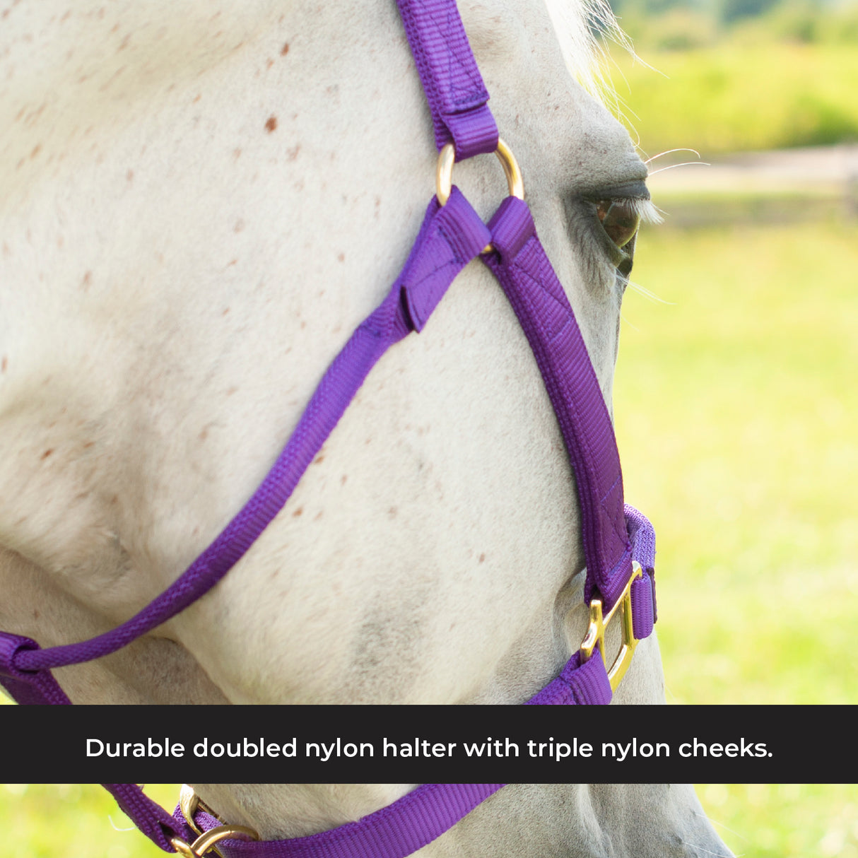 Licol de luxe Shedrow