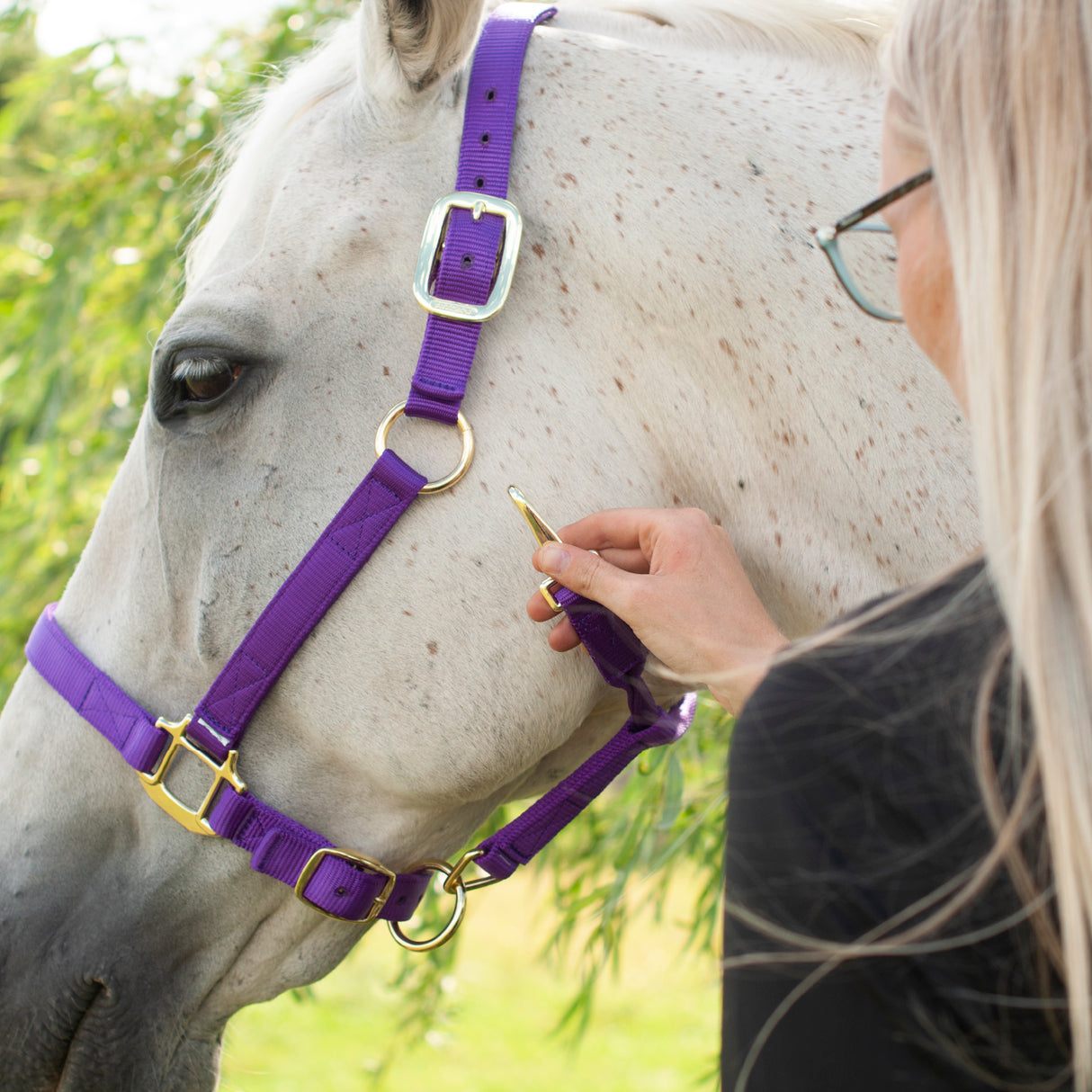 Licol de luxe Shedrow