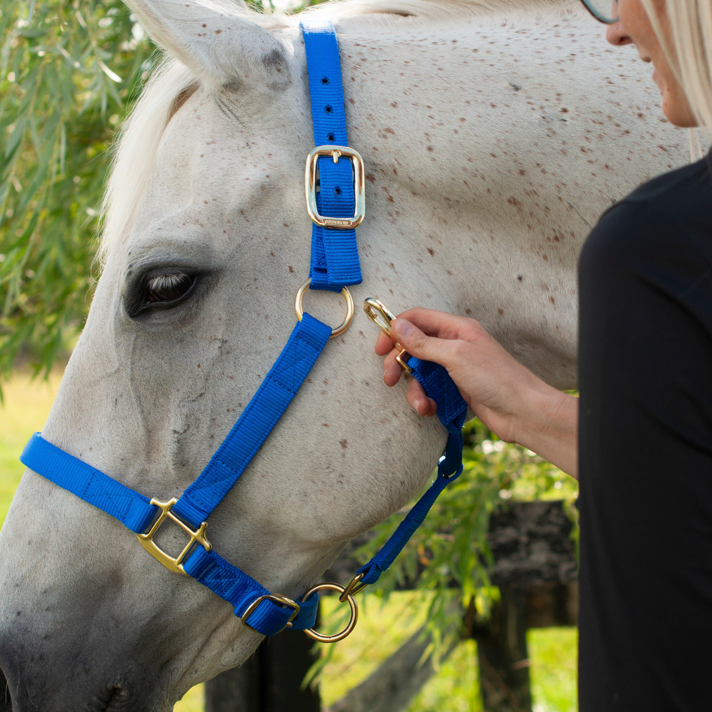 Licol de luxe Shedrow