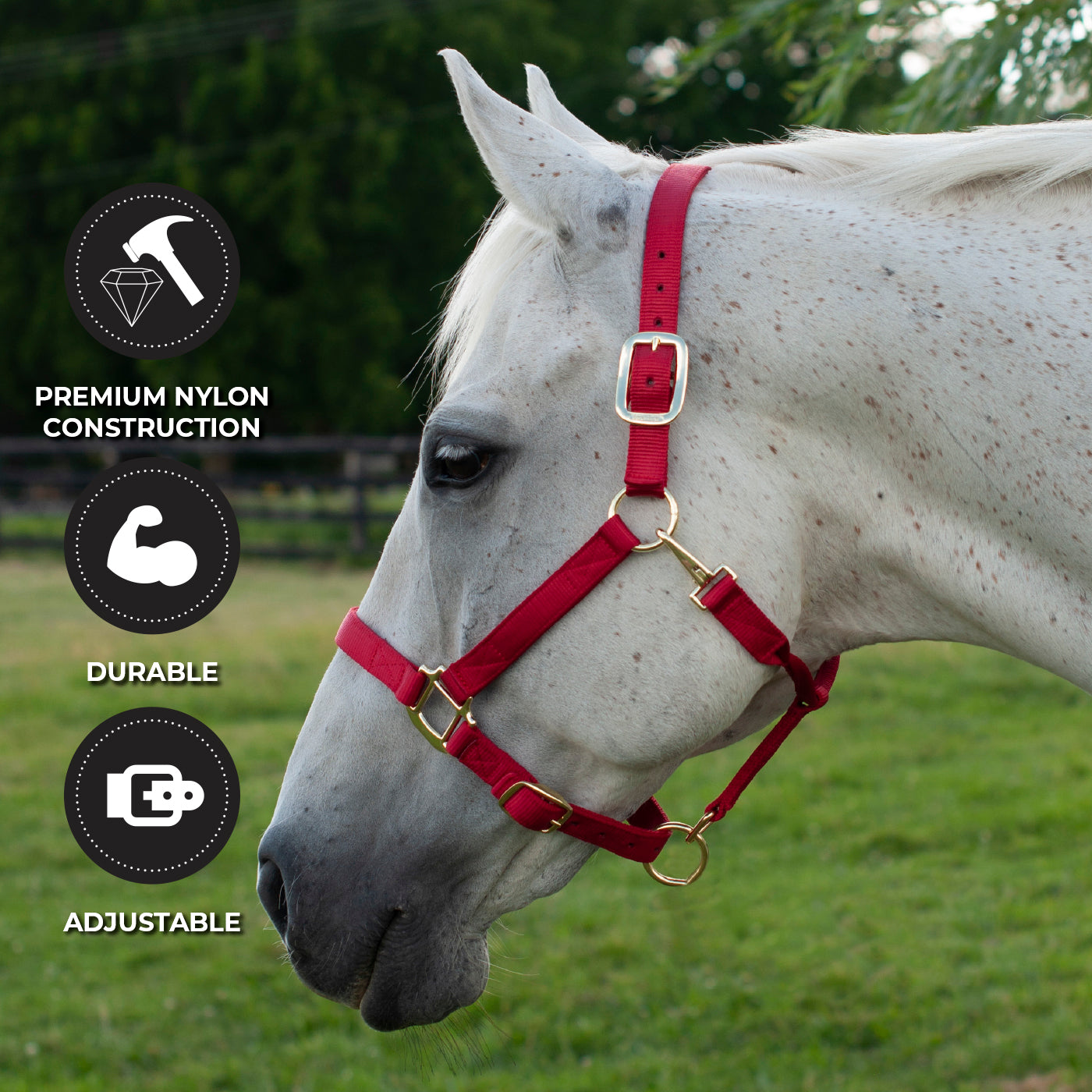 Licol de luxe Shedrow