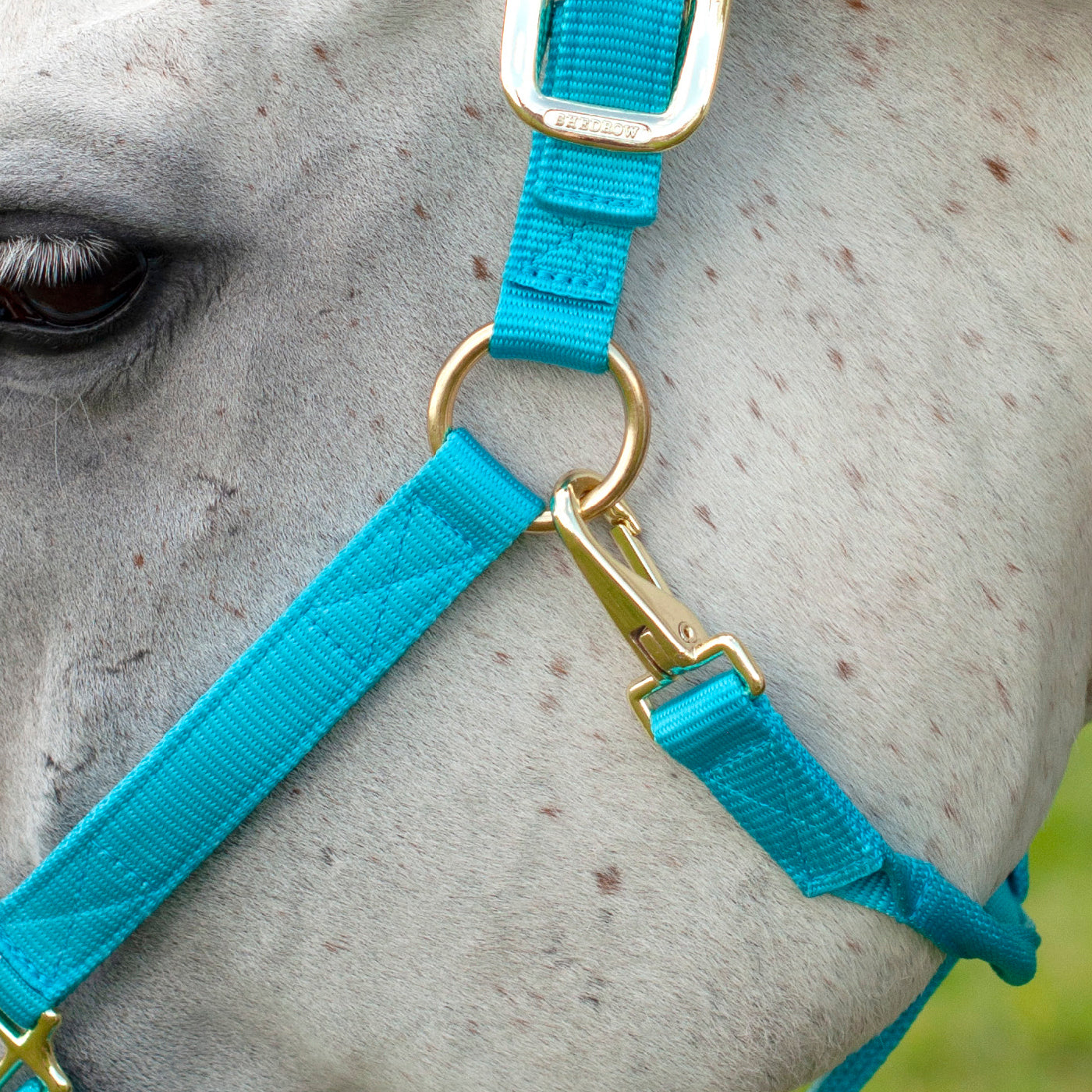 Licol de luxe Shedrow