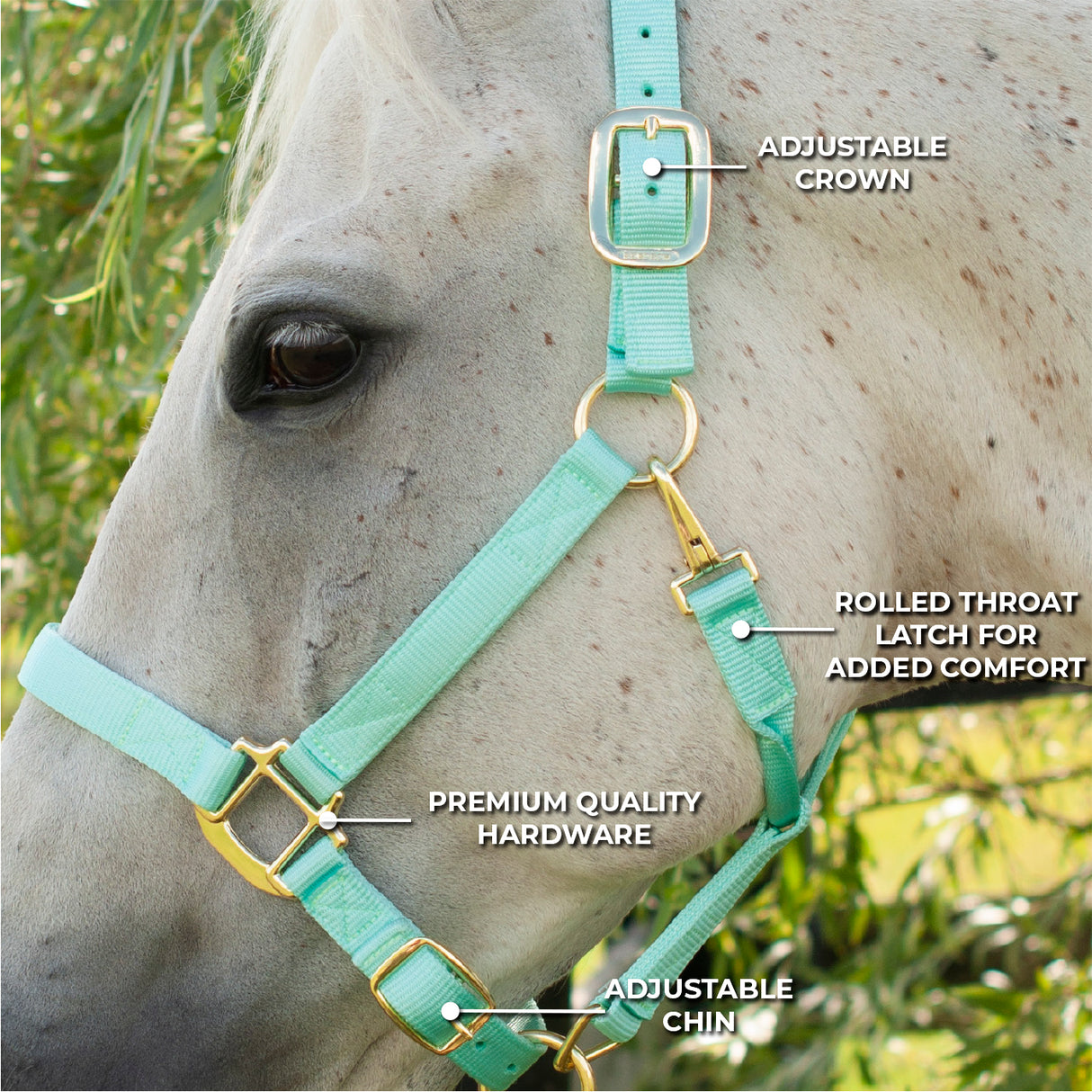 Licol de luxe Shedrow