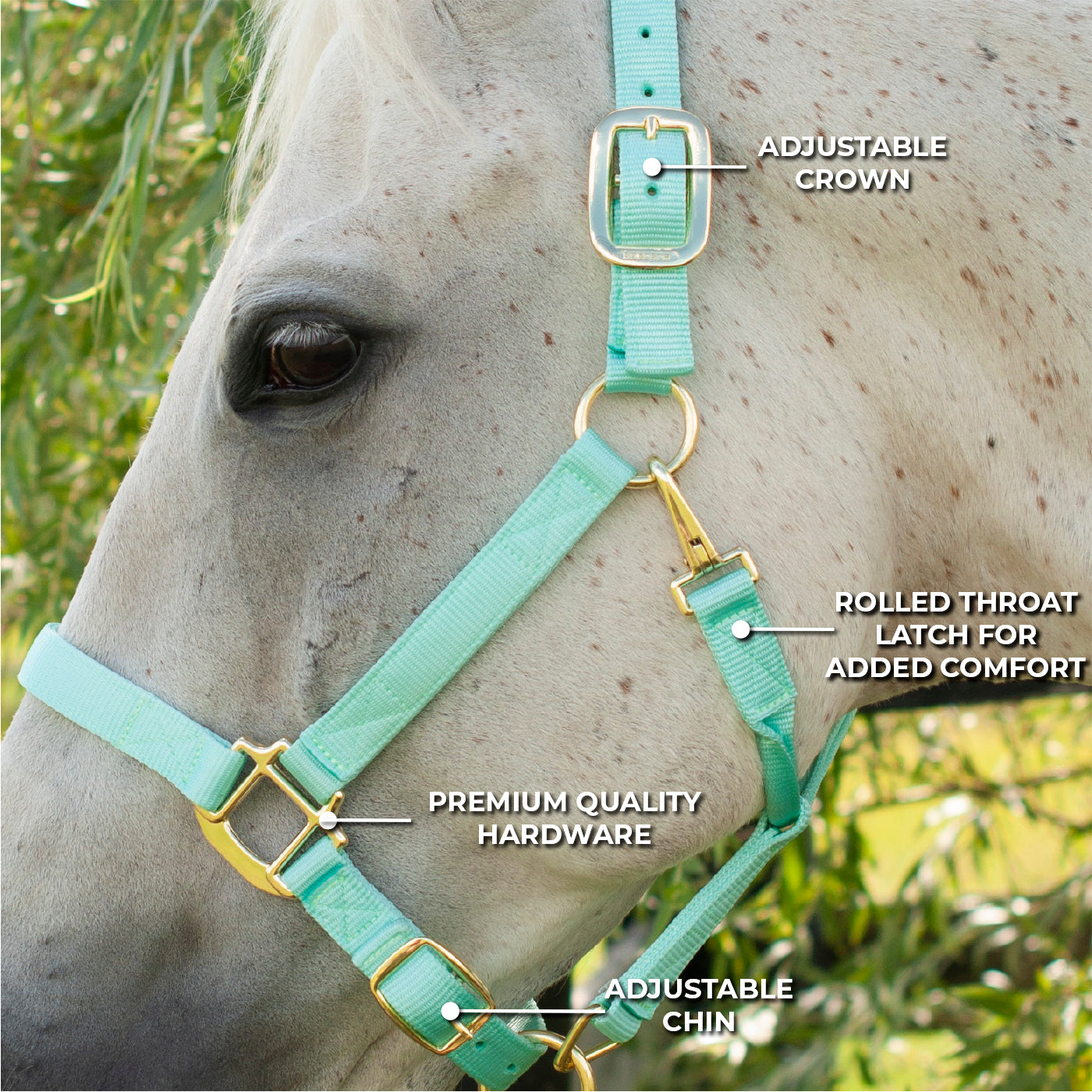 Licol de luxe Shedrow