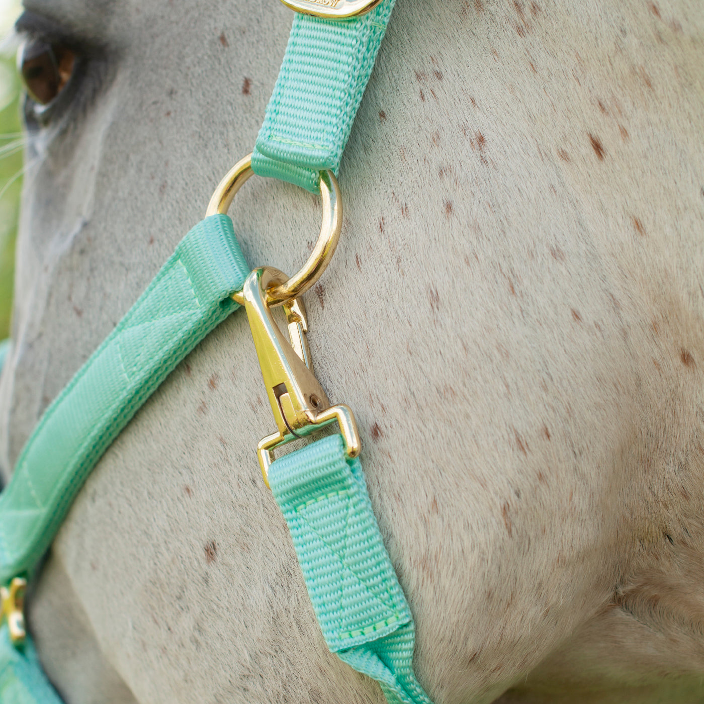 Licol de luxe Shedrow