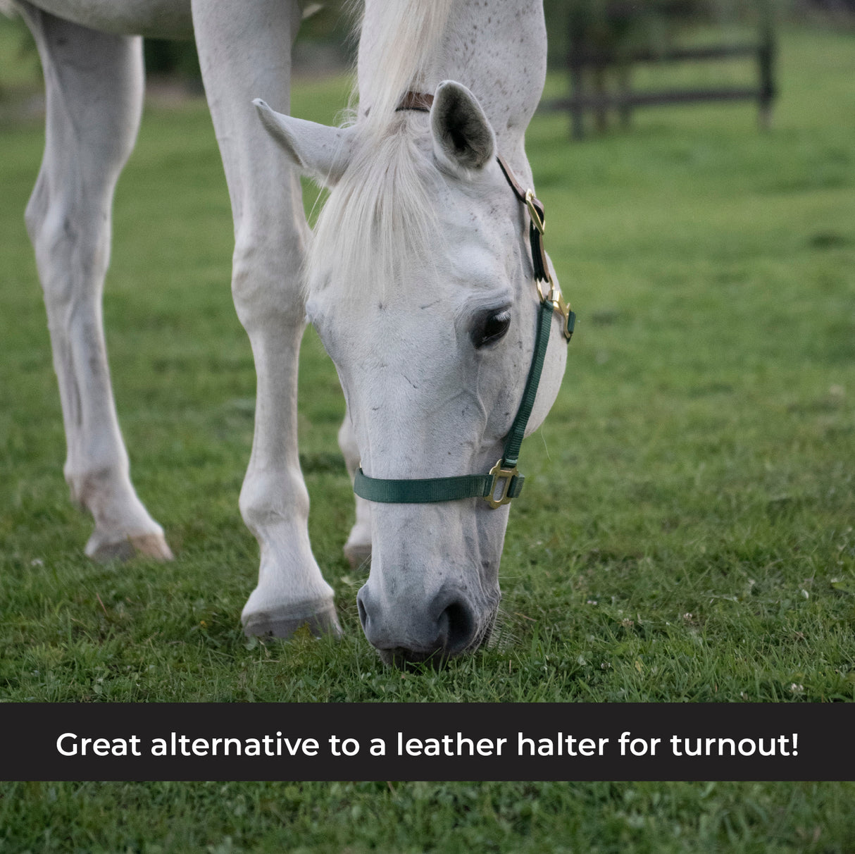 Licol Supra en nylon avec couronne en cuir