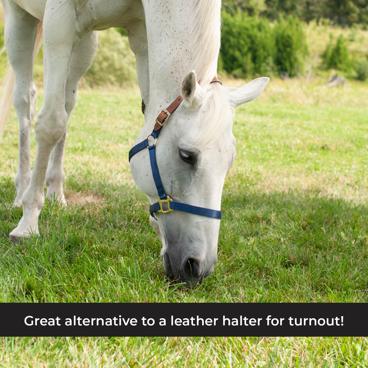 Licol Supra en nylon avec couronne en cuir