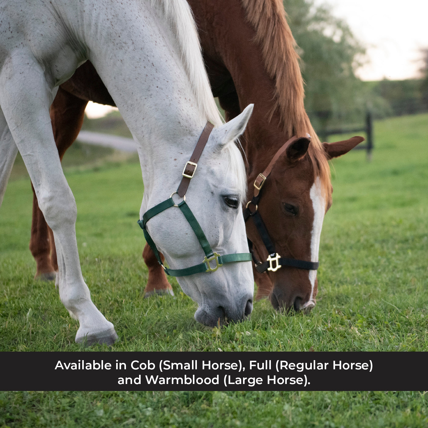 Licol Supra en nylon avec couronne en cuir