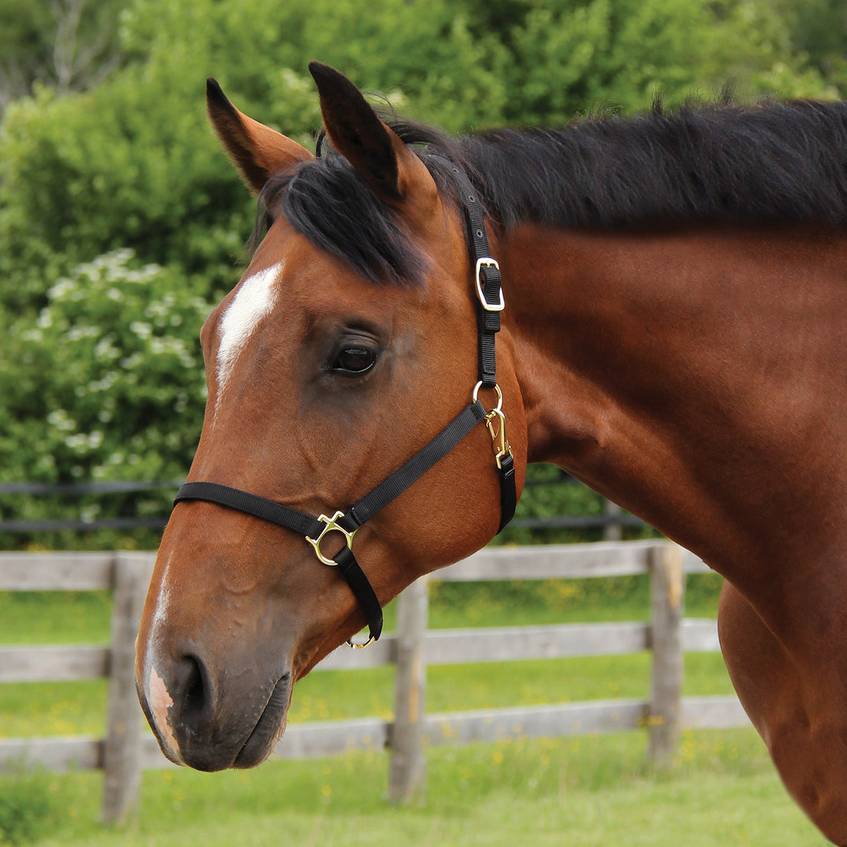 Licol Shedrow Deluxe 3/4 po